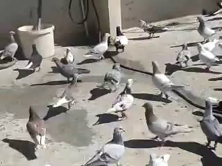 Şanlıurfadan Mahmut Binicinin Filo kuşları 3 guvercintv.com