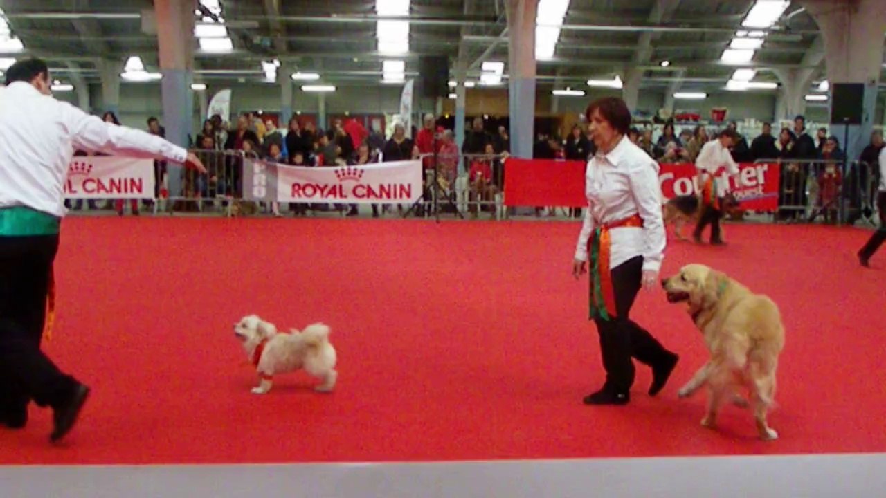 2014.02.09 - Obé-rythmée - lors de l'expo canine de Niort