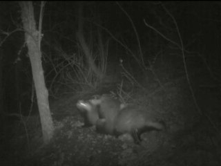 Période de rut du blaireau