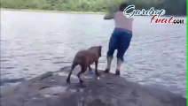 Sahibi Göle Atlayınca Korkudan Ağlayan Köpek