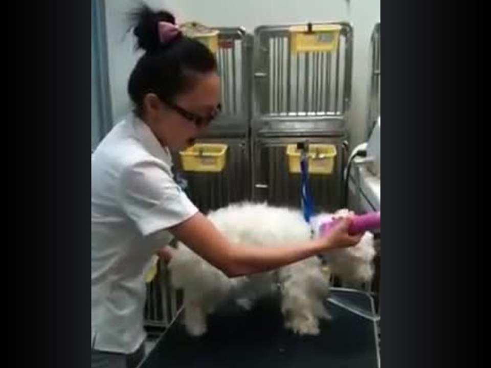 Comment tondre un chien rapidement ?