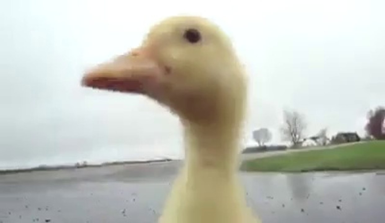 cutting duck