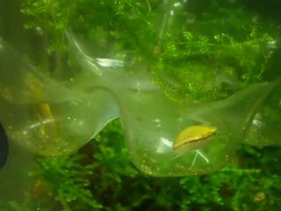 Alevin - Gourami Chuna - 42ème jours