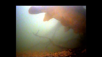 Sub-aquatique : carpes en activités