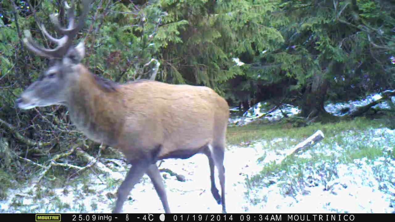 Beau et jeune cerf