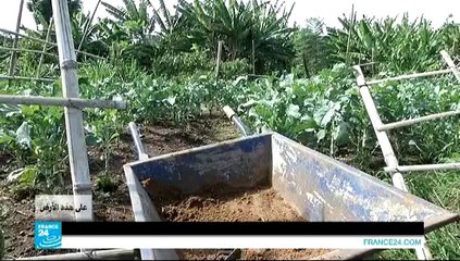 على هذه الأرض - الشرفات وأسطح المنازل والأكياس البلاستيكية..أماكن للزراعة في كينيا