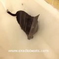 cat taking shower or dinking shower