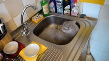 Котик от жары забрался в мойку