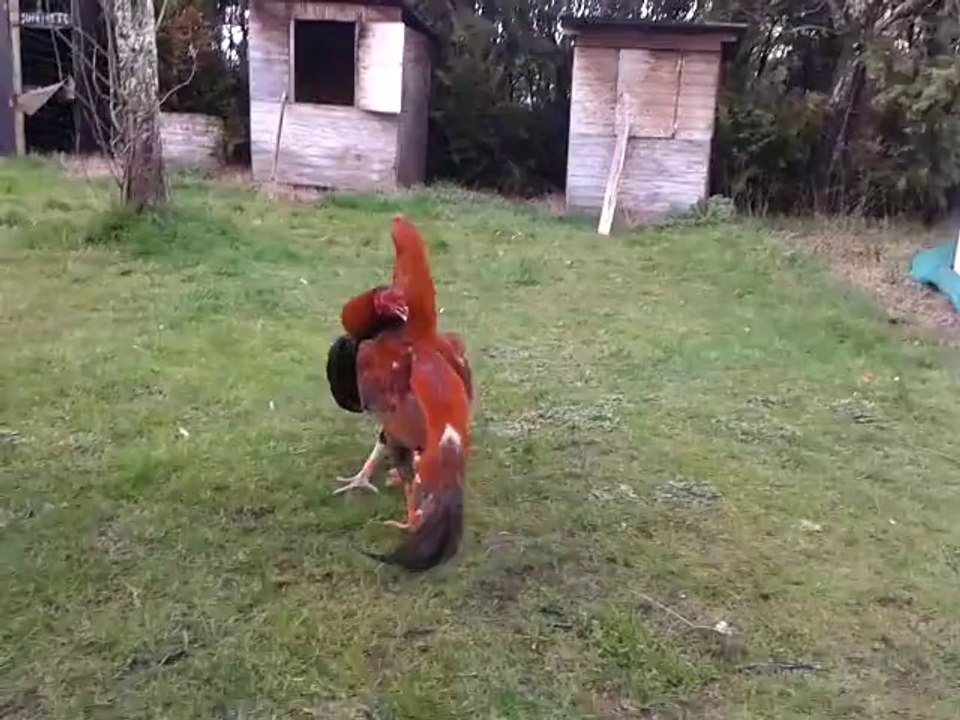 bayonne coq