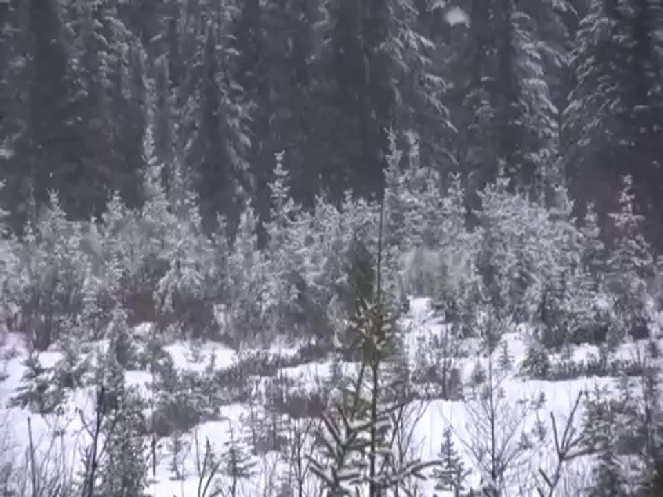 Caribous pressés de rentrer