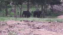 Sri Lankan Tamed Elephants