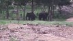 Sri Lankan Tamed Elephants