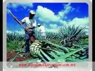 Tequila Nock- ¡El Principio!