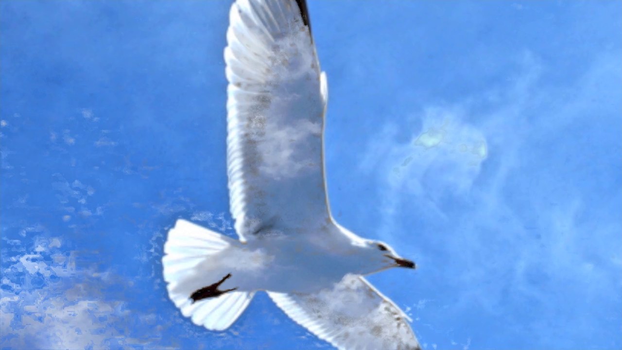 Seagull flies through White Clouds