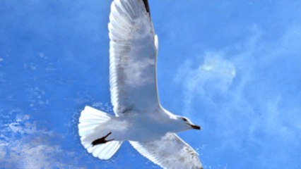 Seagull flies through White Clouds