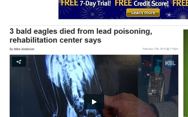 DEAD EAGLES NOW ITS LEAD POISONING