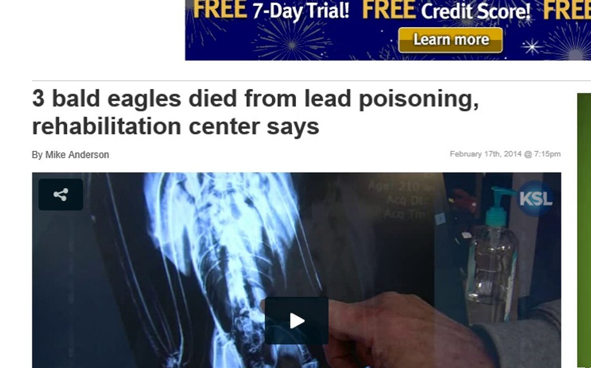 DEAD EAGLES NOW ITS LEAD POISONING
