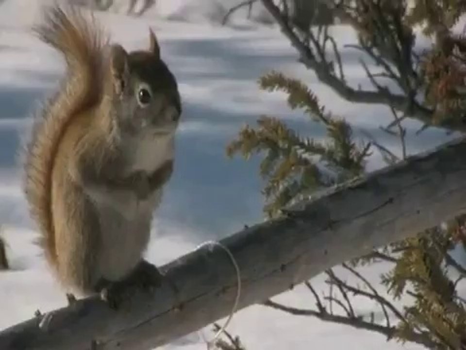 Un écureuil sur sa branche
