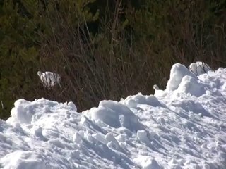 Lagopèdes en tenue d'hiver