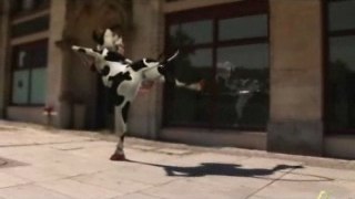 cow Move