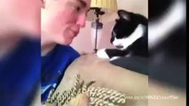 watch dogs and cats who hates kisses