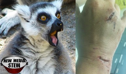 PRIMATE GOES POSTAL On Mail Carrier: Lemur Attacks Woman