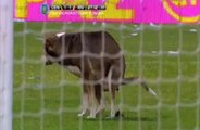 Un chien défèque sur un terrain de football en Argentine