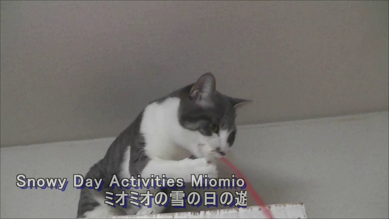 雪の日のMiomio,Snowy Day,诺日,Schnee-Tag,Снежный день,cat25
