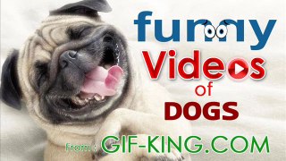 Funny Videos of Dogs