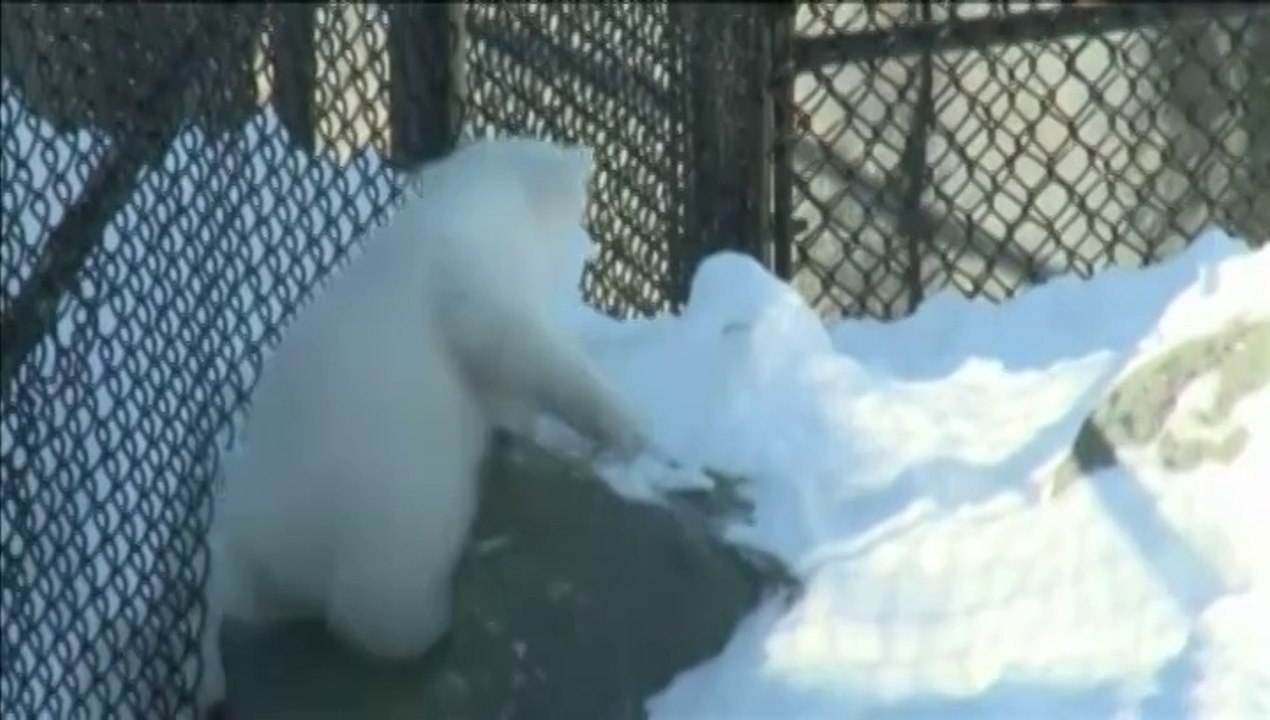 L'ourson polaire du zoo de Toronto fait ses premiers pas en public