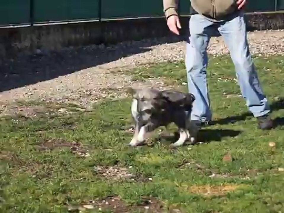 IZZIE SCHNAUZER MOYEN