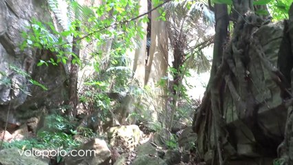 Amazing Tree in Chaloem Rattanakosin Kanchanaburi Thailand