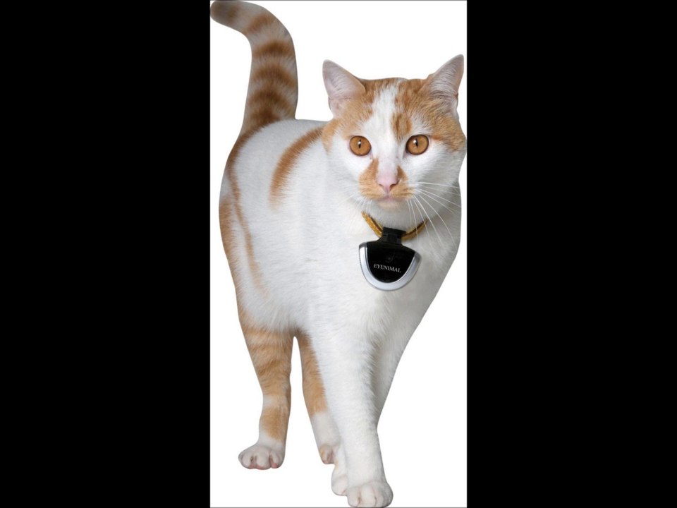 Dogtek Eyenimal Digital Videocam for Pets,4 GB memory
