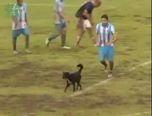 Dog enters field game and stops a goal in Brazil