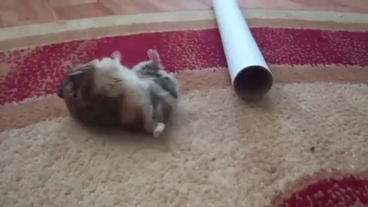 Hamster ist zu dick für dieses Rohr