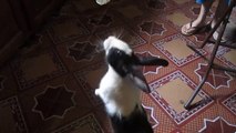 Bunny (Rabbit) stands like human