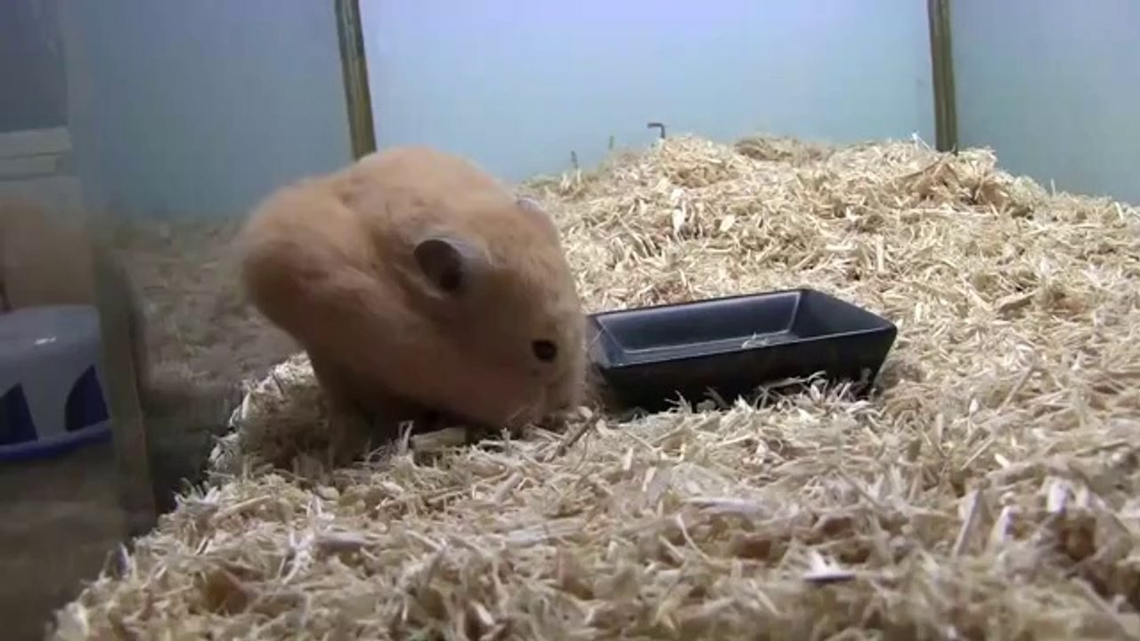 Hamster stopft sich einen kompletten Mini-Maiskolben in die Backen