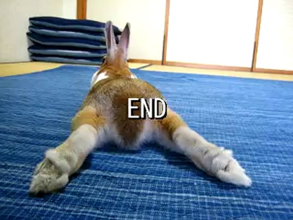 Hase macht einen Purzelbaum