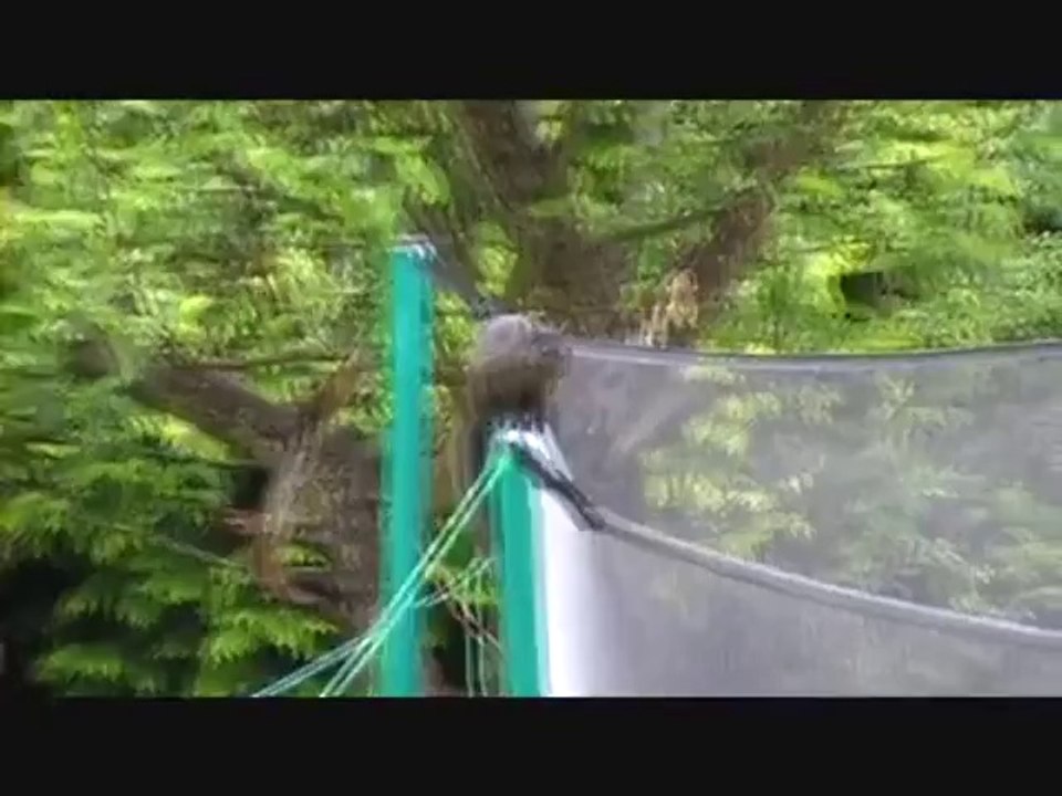 Hindernisparkour für Eichhörnchen