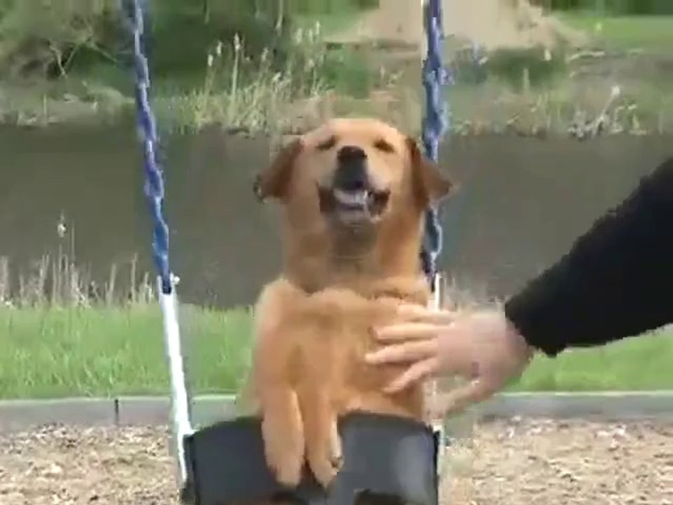 Hund auf einer Schaukel