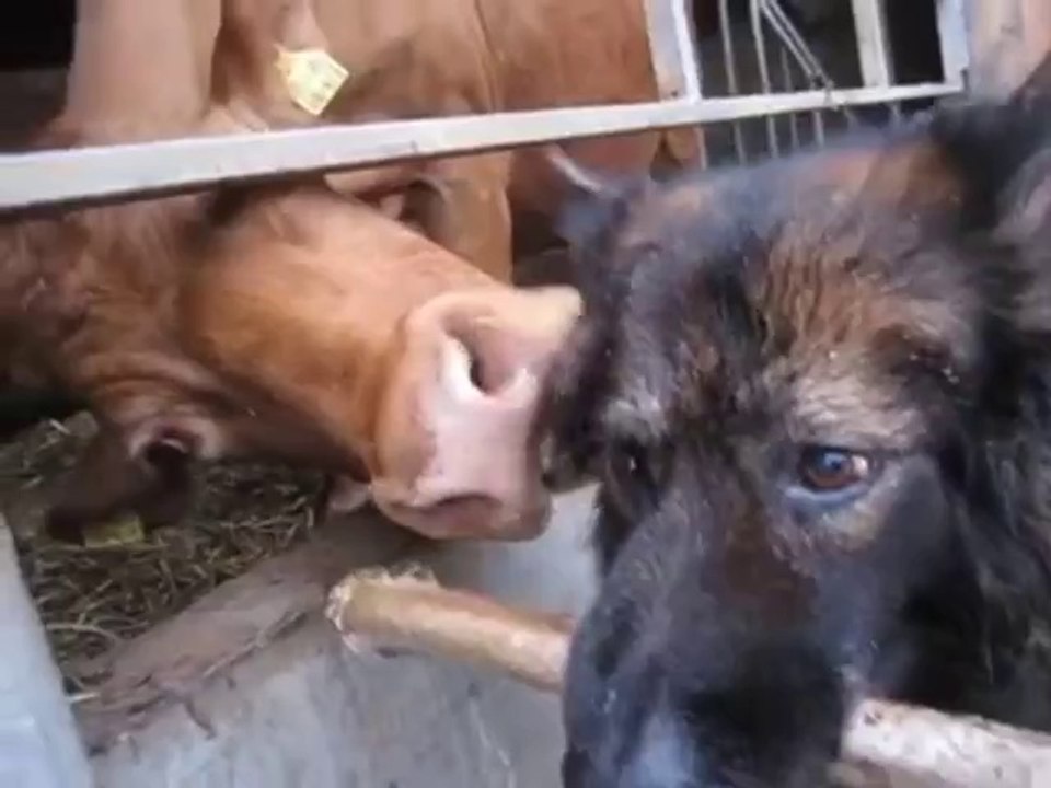 Hund bekommt den Kopf gewaschen