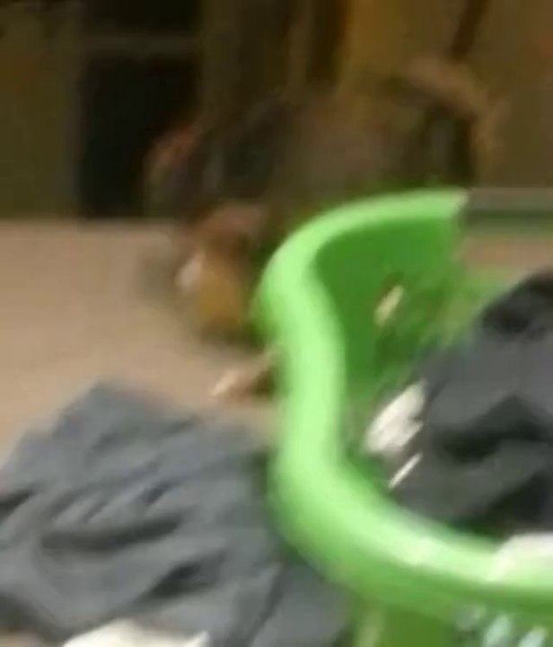 Hund fällt die Treppe runter