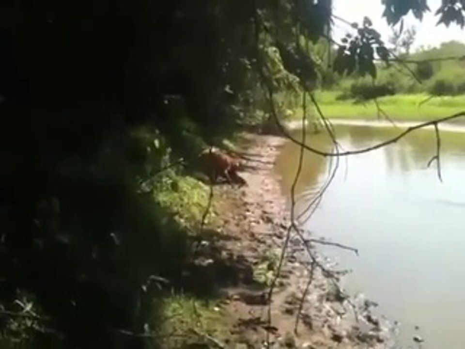 Hund fängt einen riesigen Fisch