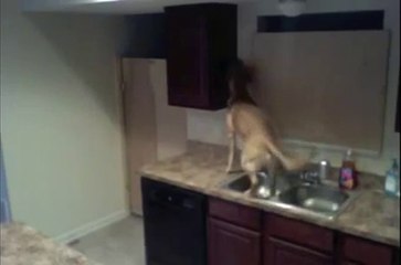 Hund flieht aus der Küche