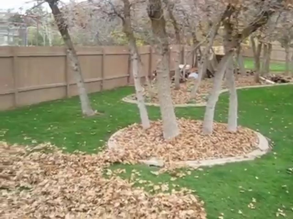 Hund genießt es im Laub zu spielen