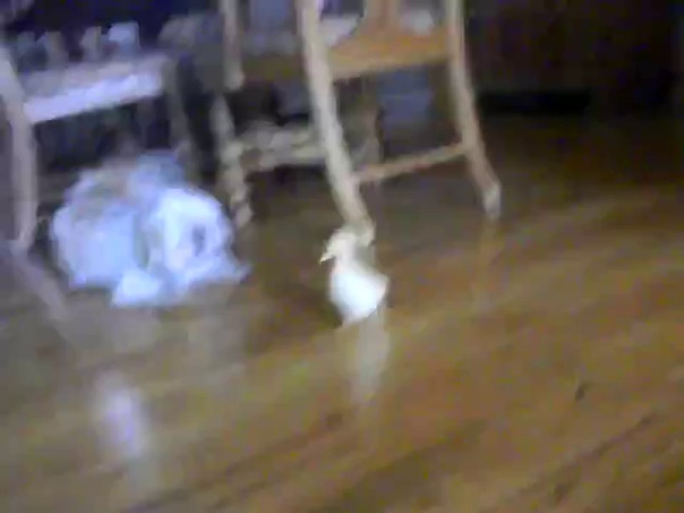 Hund hat Angst vor einem Entenküken