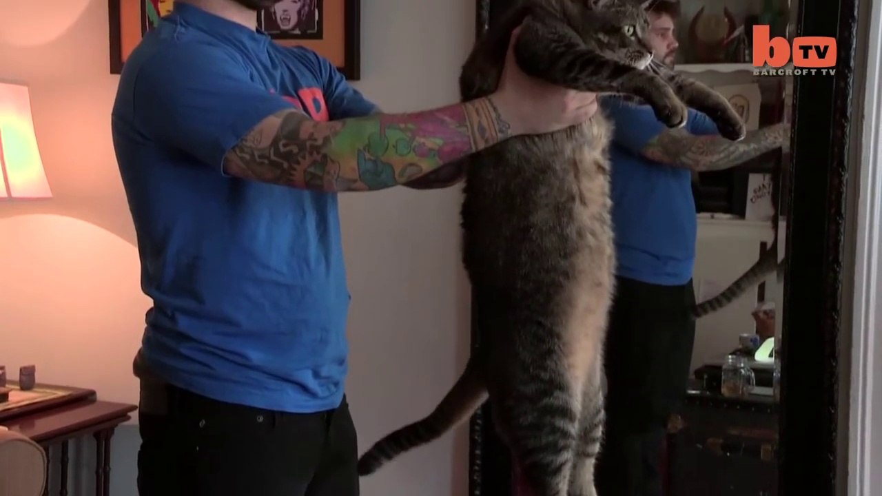 Le plus gros chat du monde!