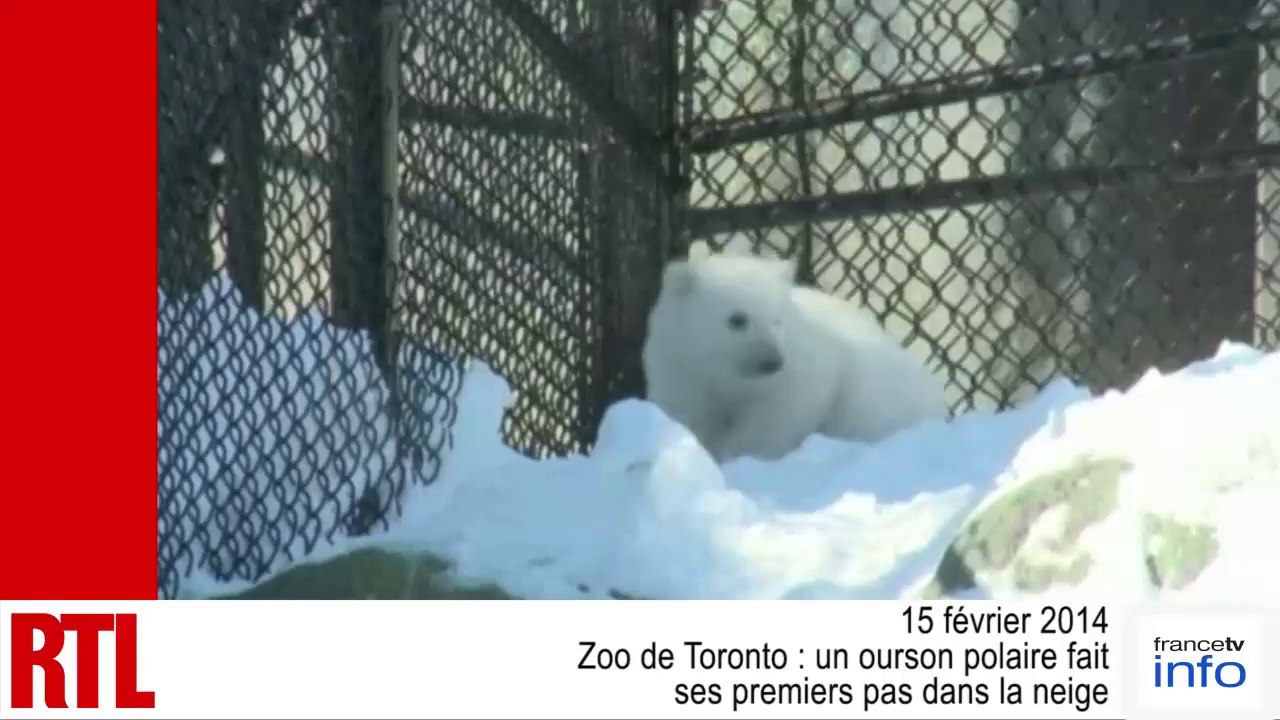 Toronto : un ourson polaire fait ses premiers pas dans la neige