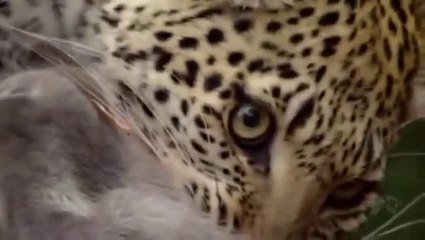Legadema, Eye of the Leopard | National Geographic