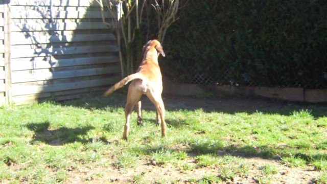 Iowa du Ranch de la Rivière Espérance à 8 mois & 4 jours à l'élevage des Steppes Perdues, 2014-02-17